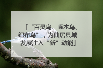 “百灵鸟、啄木鸟、织布鸟”，为仙居县域发展注入“新”动能