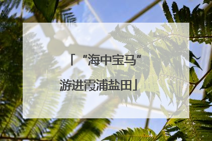 “海中宝马”游进霞浦盐田