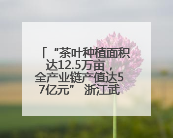 “茶叶种植面积达12.5万亩，全产业链产值达57亿元” 浙江武义茶产业全链发展“加速度”