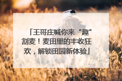 王哥庄喊你来“趣”割麦！麦田里的丰收狂欢，解锁田园新体验