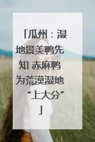 瓜州：湿地景美鸭先知 赤麻鸭为荒漠湿地“上大分”