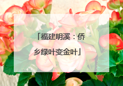 福建明溪：侨乡绿叶变金叶