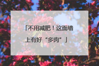 不用减肥！这面墙上有好“多肉”