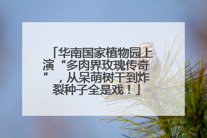 华南国家植物园上演“多肉界玫瑰传奇”，从呆萌树干到炸裂种子全是戏！
