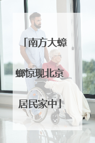 南方大蟑螂惊现北京居民家中