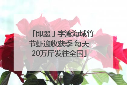 即墨丁字湾海域竹节虾迎收获季 每天20万斤发往全国