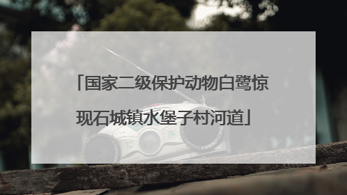 国家二级保护动物白鹭惊现石城镇水堡子村河道