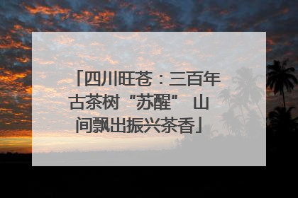 四川旺苍：三百年古茶树“苏醒” 山间飘出振兴茶香