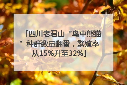 四川老君山“鸟中熊猫”种群数量翻番，繁殖率从15%升至32%