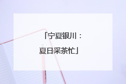 宁夏银川：夏日采茶忙