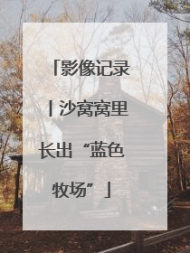 影像记录丨沙窝窝里长出“蓝色牧场”
