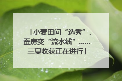 小麦田间“选秀”、蚕房变“流水线”……三夏收获正在进行
