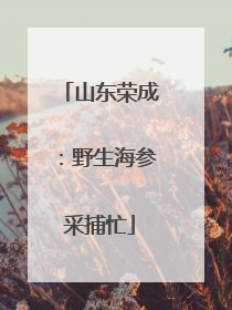 山东荣成：野生海参采捕忙