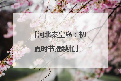 河北秦皇岛：初夏时节插秧忙