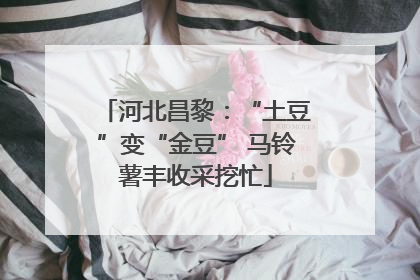 河北昌黎：“土豆”变“金豆” 马铃薯丰收采挖忙