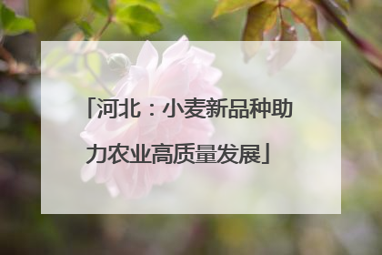 河北：小麦新品种助力农业高质量发展