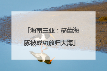 海南三亚：糙齿海豚被成功放归大海