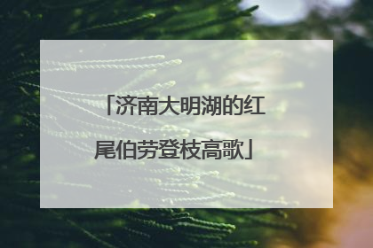 济南大明湖的红尾伯劳登枝高歌