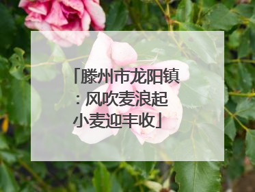 滕州市龙阳镇：风吹麦浪起 小麦迎丰收