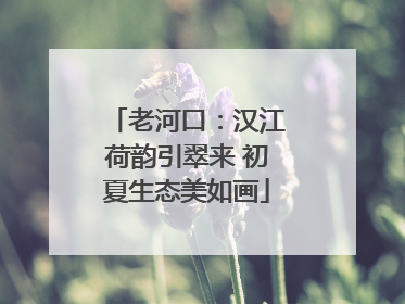 老河口：汉江荷韵引翠来 初夏生态美如画