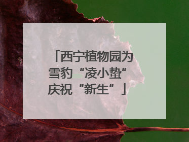 西宁植物园为雪豹“凌小蛰”庆祝“新生”