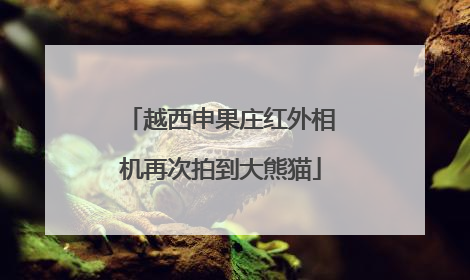 越西申果庄红外相机再次拍到大熊猫