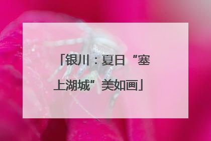 银川：夏日“塞上湖城”美如画