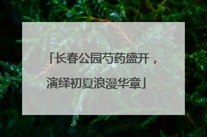 长春公园芍药盛开，演绎初夏浪漫华章