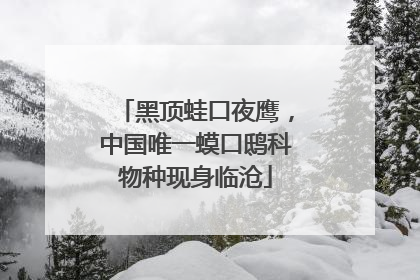 黑顶蛙口夜鹰，中国唯一蟆口鸱科物种现身临沧