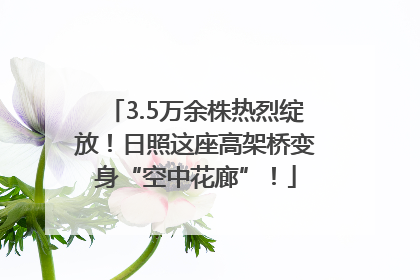 3.5万余株热烈绽放！日照这座高架桥变身“空中花廊”！